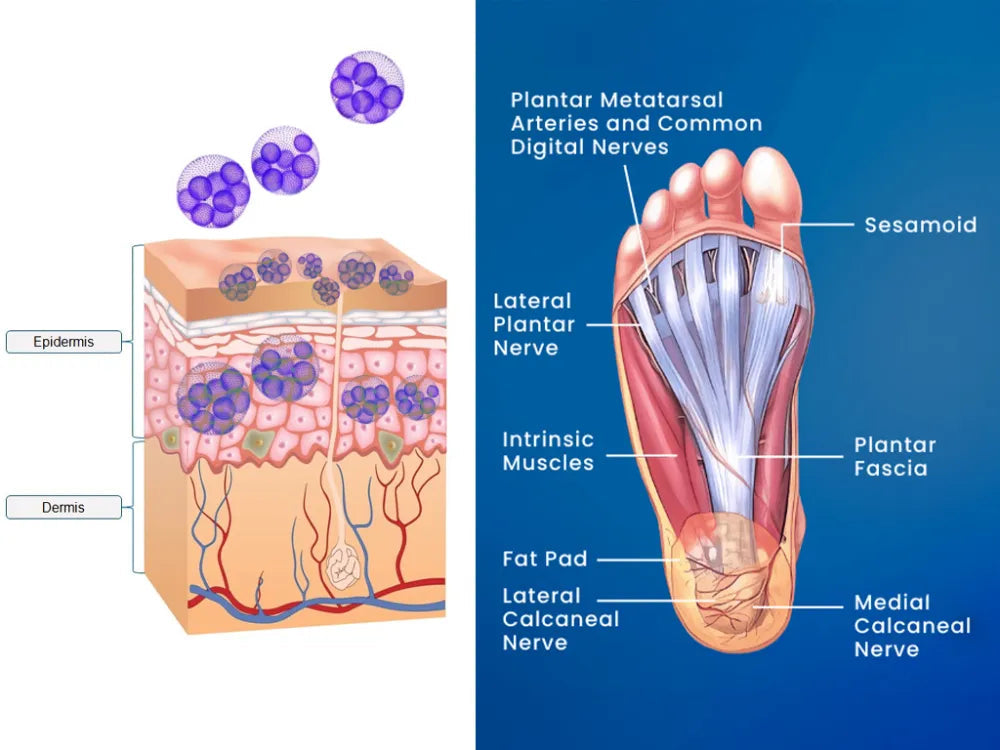 Detox Foot Patch 20 Piece